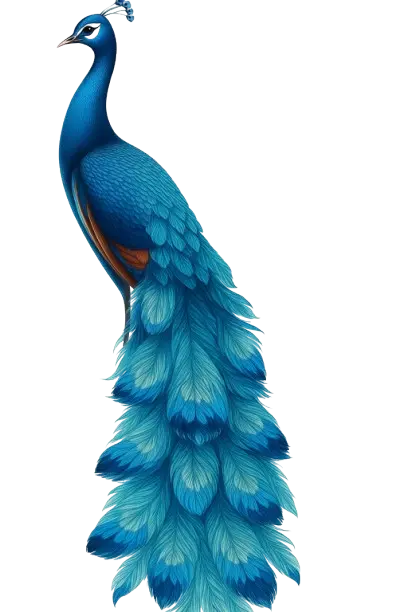 peacock